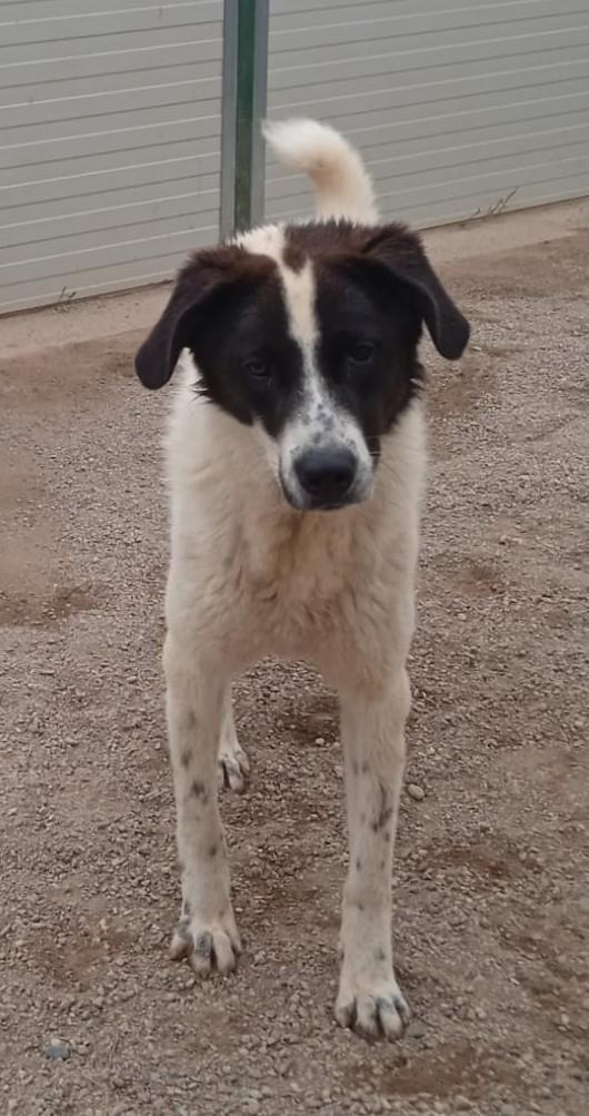 Garofano, giocherellone e affettuoso (maggio 2023) Foto 5